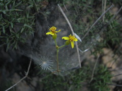 Coreocarpus