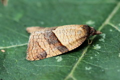 Philedone gerningana