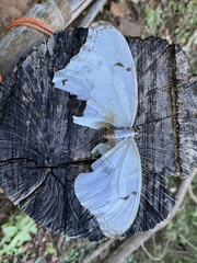 Morpho polyphemus polyphemus