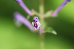 Scutellaria discolor