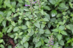 Scutellaria discolor
