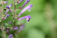 Scutellaria discolor