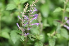 Scutellaria discolor