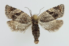 Philedonides lunana