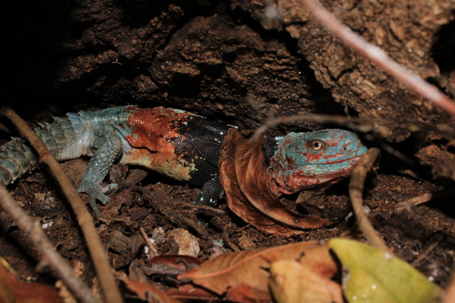 Yucatán Spiny-tailed Iguana