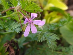 Erodium cicutarium
