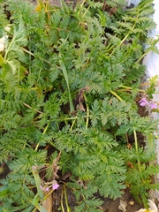Erodium cicutarium