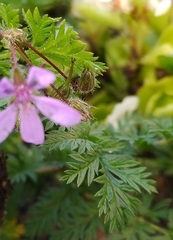 Erodium cicutarium