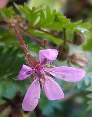 Erodium cicutarium