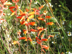 Castilleja tenuifolia