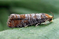 Pseudococcyx turionella