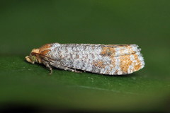 Pseudococcyx turionella