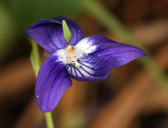 Viola adunca adunca