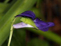 Viola adunca adunca