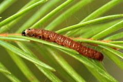 Pseudohermenias abietana