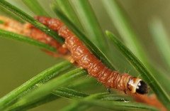 Pseudohermenias abietana