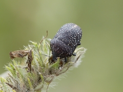 Psacasta exanthematica