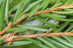 Pseudohermenias abietana