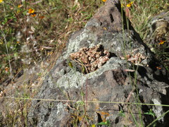 Bassariscus