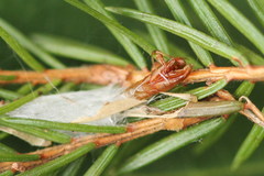 Pseudohermenias abietana