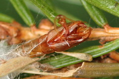 Pseudohermenias abietana