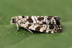 Pseudohermenias abietana