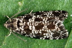 Pseudohermenias abietana