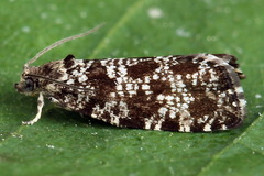 Pseudohermenias abietana