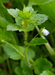 Veronica persica