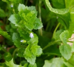 Veronica persica