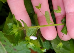 Veronica persica