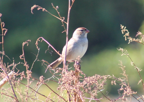 White-crowned Sparrow photographed in New Hampshire