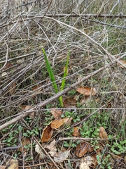 Moraea polystachya