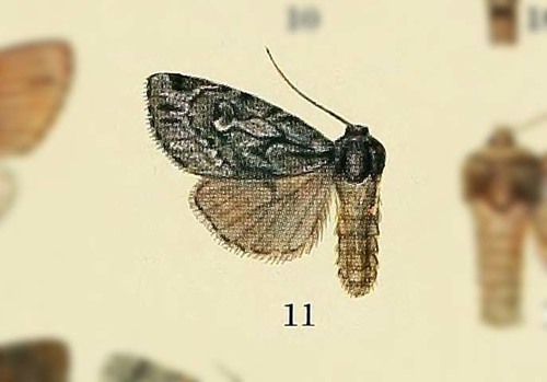 Vaccinium xestia moth