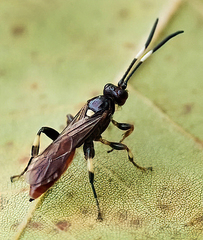 Cratichneumon paratus