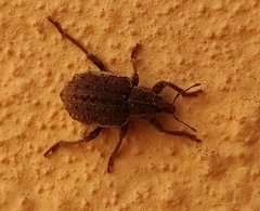 Brachypera zoilus