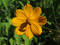 Ochraethes pollinosus