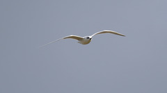 Gelochelidon nilotica