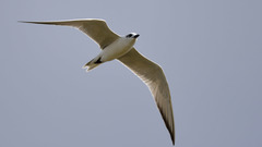 Gelochelidon nilotica