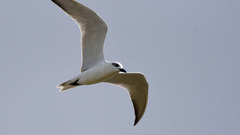 Gelochelidon nilotica