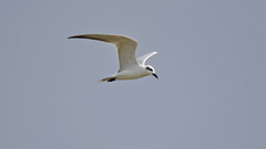 Gelochelidon nilotica