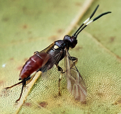 Cratichneumon paratus