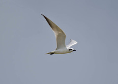 Gelochelidon nilotica