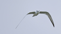 Gelochelidon nilotica