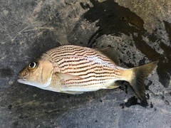 Haemulon flavolineatum