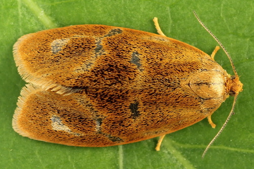 Brindled Tortrix, photo 4 of 10