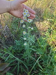 Symphyotrichum pilosum