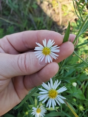 Symphyotrichum pilosum