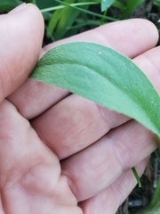 Symphyotrichum pilosum