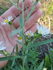 Symphyotrichum pilosum
